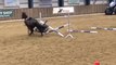 Horse Stops Abruptly While Jumping Hurdles Making Rider Fall to the Ground