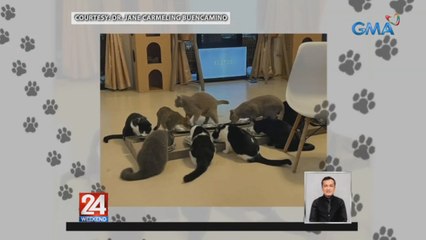 Mag-anak, inilaan ang 2nd floor ng kanilang bahay para sa 38 na pusa nila | 24 Oras Weekend
