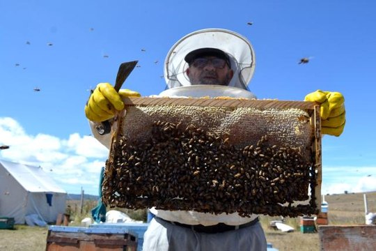 Tokat'ta kuraklık arıcıları vurdu, bal üretiminde yüzde 40 düşüş yaşandı