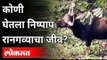 अनाठायी गर्दीने घेतला निष्पाप रानगव्याचा जीव | Wild-Bull spotted in Kothrud Pune | Pune News