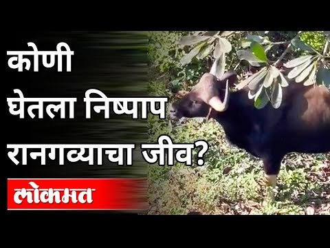 अनाठायी गर्दीने घेतला निष्पाप रानगव्याचा जीव | Wild-Bull spotted in Kothrud Pune | Pune News