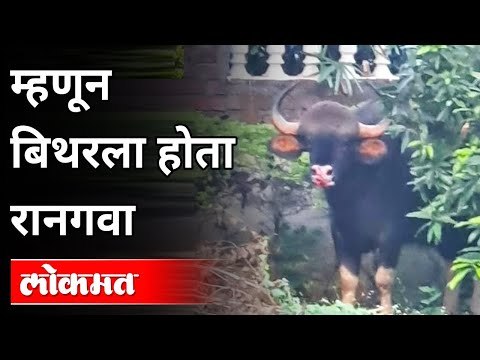 ... म्हणून बिथरला होता रान गवा | Raangava | Wild-Bull spotted in Kothrud Pune | Pune News