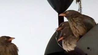 Jungle babbler bird sitting on ceiling fan