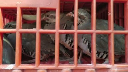 Kınalı keklikler doğayla buluştu