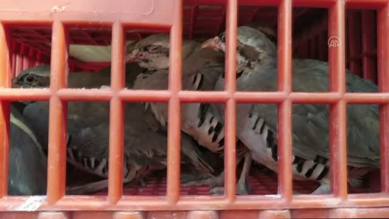 Kınalı keklikler doğayla buluştu