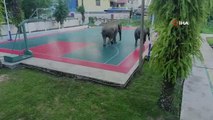 Çin'de yabani filler polis karakoluna girdi