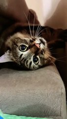 Close-up of a Cute Cat #cutecats_oftheworld #shorts #cutecats