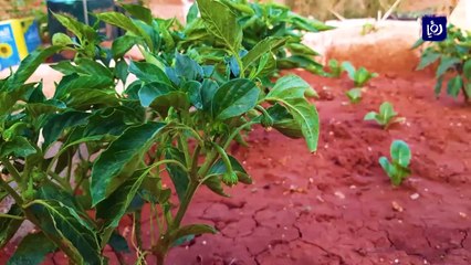 المزارع لؤي العودات يحترف الزراعة الفردية في قرية حاتم باربد منذ ثمانينيات القرن الماضي