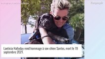Mort de Santos, le chien de Johnny Hallyday : abattue, Laeticia Hallyday partage de belles photos souvenirs