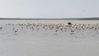 Pulicat Lake|2021|Birds views | Saltwater Lake|Flamingo Birds|Sriharikota| ISRO |PSLV|GSLV|