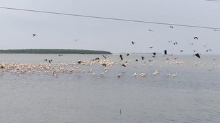 Birds flying at Pulicat Lake|2021|Birds views