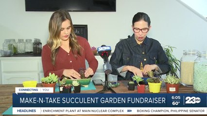 Make you own succulent garden for a good causee