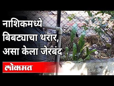 खासदारांच्या बंगल्यात बिबट्याचा धुमाकूळ | Leopard Rescue in Nashik | Nashik News