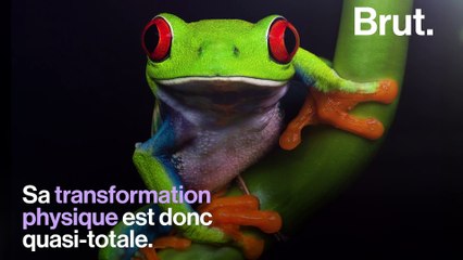 Comment les têtards deviennent des grenouilles