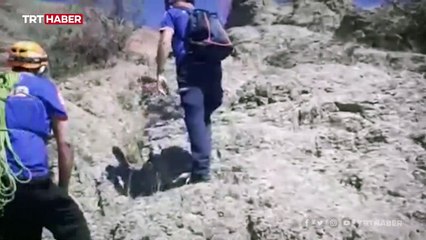 Kayalıklarda mahsur kalan koyunları AFAD kurtardı