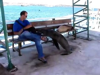 Un lion de mer vient squatter un banc à coté d'un touriste