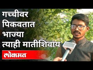 गच्चीवर पिकवतात भाज्या त्याही मातीशिवाय | Soil-Free Technology to Grow Vegetables on Terrace Garden