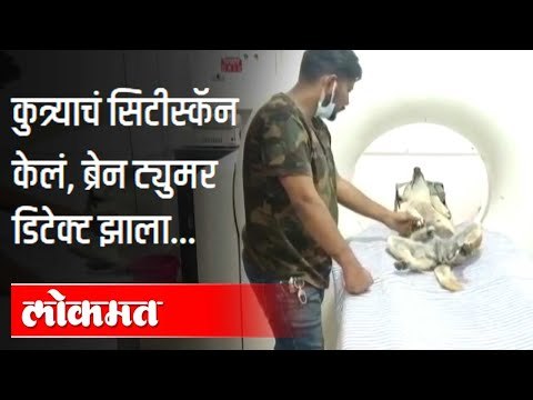 सिटीस्कॅनमुळे कुत्र्याला ब्रेनट्युमर डिटेक्ट झाला| Stray dog undergoes CTscan, brain tumour detected