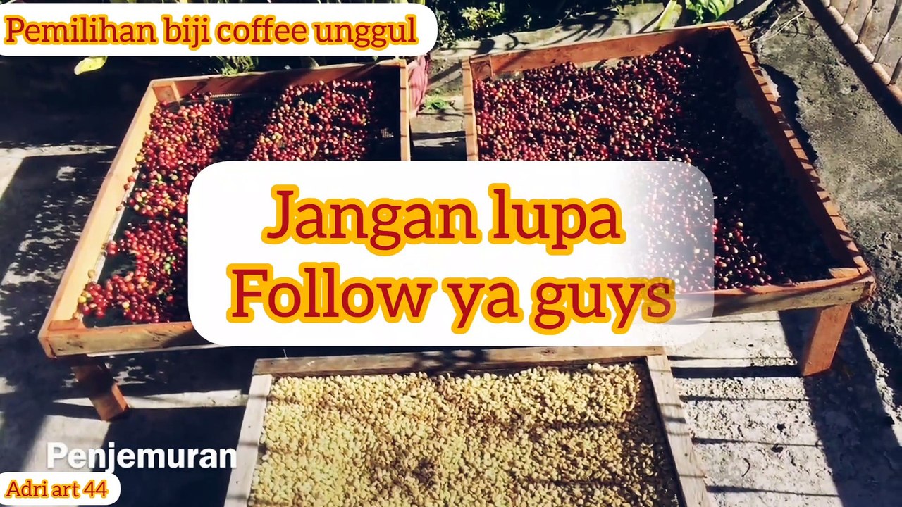 Proses pemilihan danpermentasi biji coffee wine