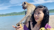 Swimming Macaques ~Monkey Island (Koh Ling) Pattaya & Bang Saray, Thailand