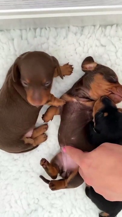 My puppies are playing