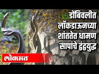 लॉकडाऊनच्या शांततेत धामण सापांचे द्वंद्वयुद्ध | Dombivli  | Maharashtra News