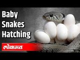 Rare Video: Newborn Snakes breaking Eggs