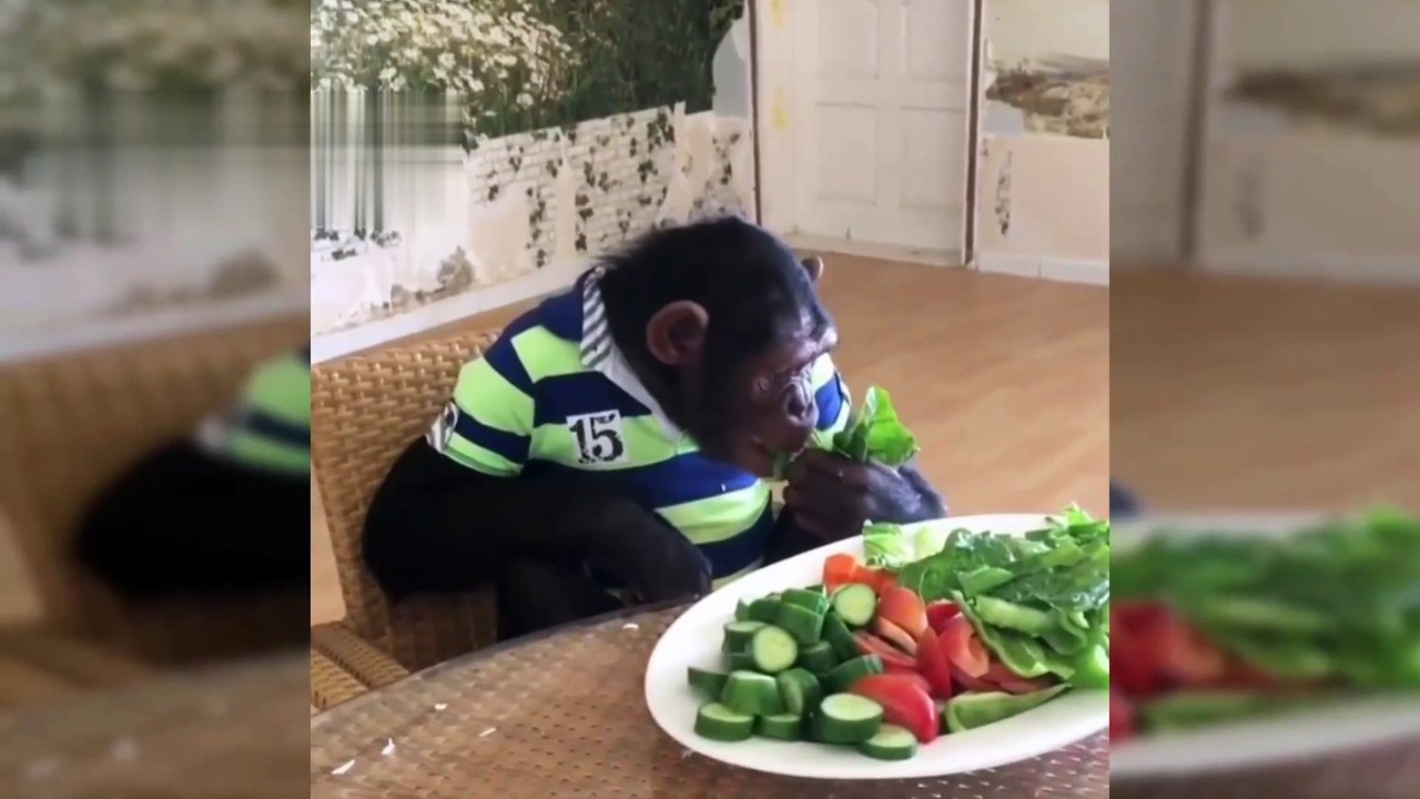 How to make fun with monkey