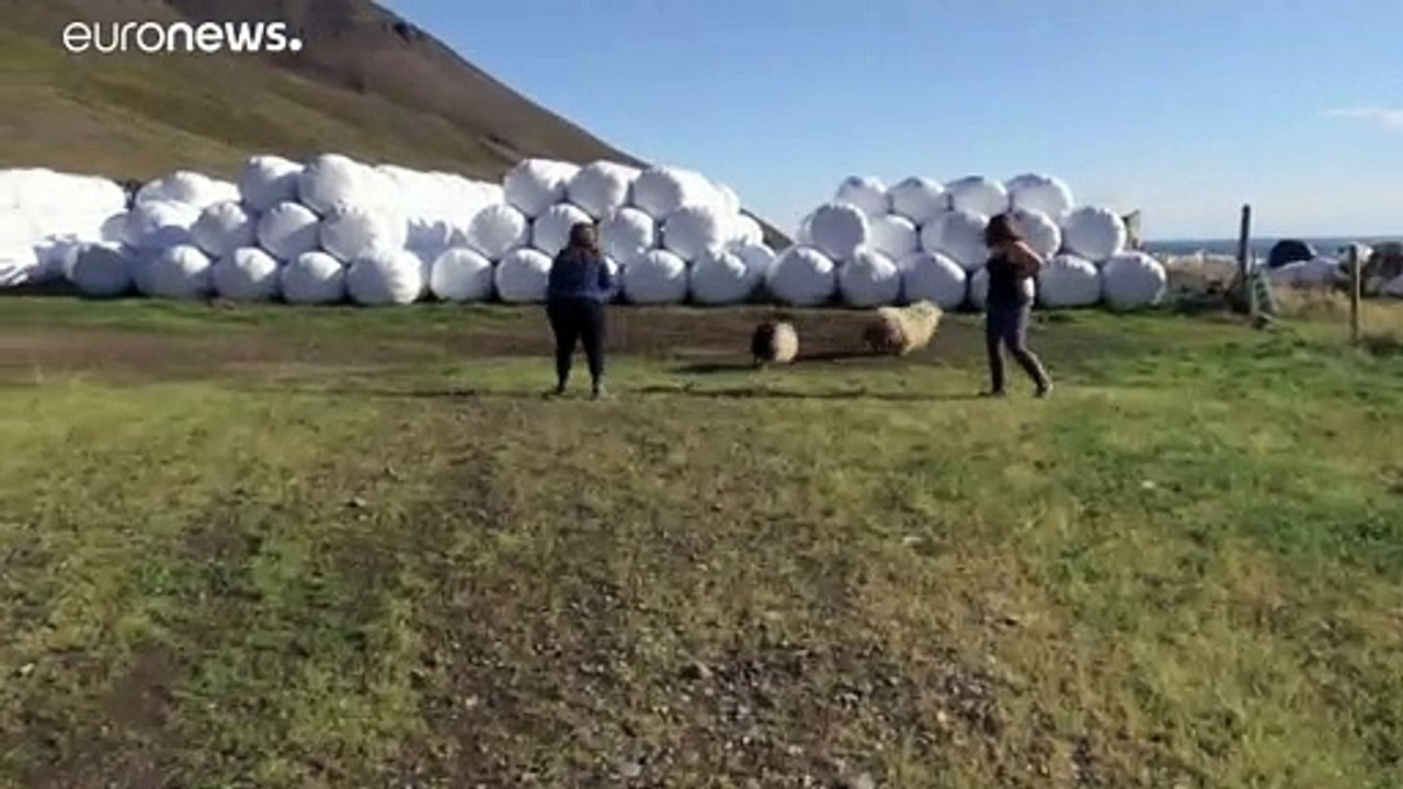 Helmingur, das schwarz-weiße Schaf mit nur einem Horn
