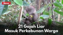 MENEGANGKAN !! TIM BBKSDA HALAU 21 EKOR GAJAH LIAR YANG MASUK KEBUN WARGA DI KAMPAR !!