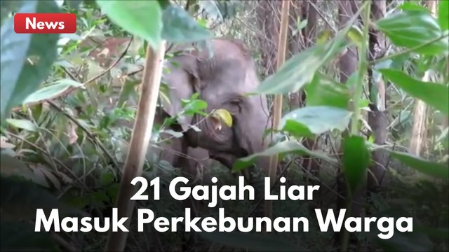 MENEGANGKAN !! TIM BBKSDA HALAU 21 EKOR GAJAH LIAR YANG MASUK KEBUN WARGA DI KAMPAR !!