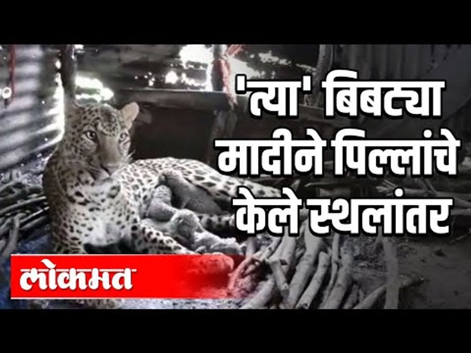 'त्या' बिबट्या मादीने पिल्लांचे केले स्थलांतर | Leopard Rescue in Nashik | Nashik News