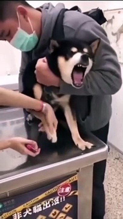 My dog is crying