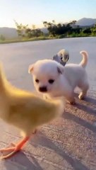 My puppy is playing with chicks