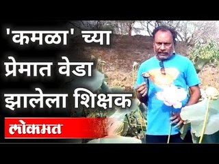 'कमळा'साठी शिक्षकाची धडपड | Sanjay Gurav | Lotus Farming In Khamgaon | Maharashtra News