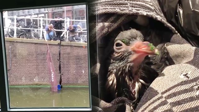 'Dutch woman with a heart of gold rescues and cares for weak pigeon'