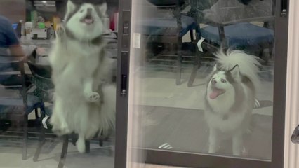 ''Let me in, Hooman!' impatient Pomsky starts jumping on glass door when locked out'