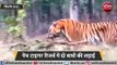 जब पर्यटकों के सामने भिड़ गए तो बाघ देखें किसकी हुई जीत