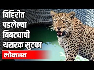 विहिरीत पडलेल्या बिबट्याची थरारक सुटका | Nashik | Maharashtra News