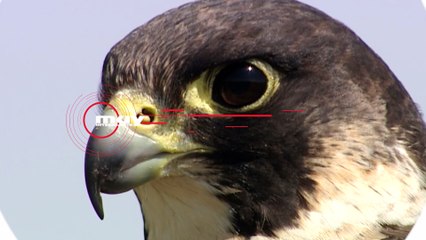 Halcón peregrino, el animal más rápido del planeta