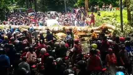 Pohon Tumbang Timpa Mobil di Alas Gumitir