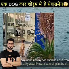 This brazilian dog becomes car showroom salesmen_ tuscan prime dog _ #shorts #backtobasics by #a2_sir