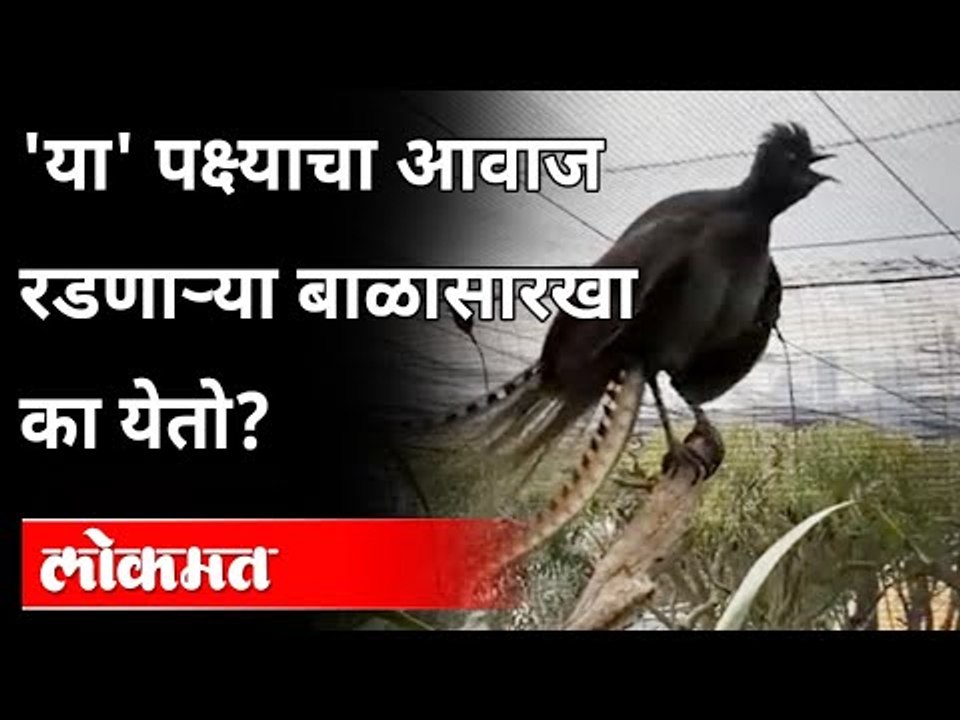 रडणाऱ्या बाळाची नक्कल करणारा पक्षी  | Lyrebird sounds | Viral Video | Bird Copies Baby Crying Sound