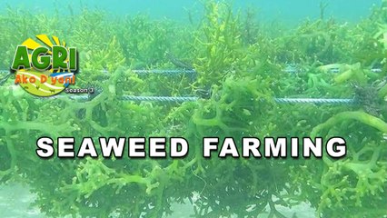 Seaweed Farming