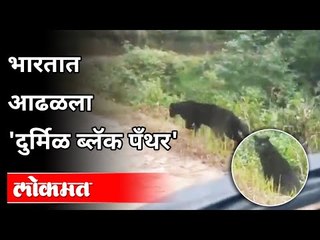 भारतात आढळला 'दुर्मिळ ब्लॅक पँथर' | Black Panther In India | India News