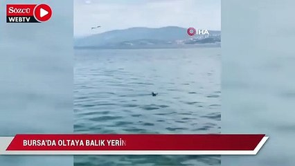 Bursa’da oltaya balık yerine martı takıldı