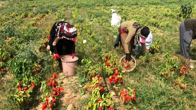 Yenice'de meşhur kapya biberi hasadı başladı