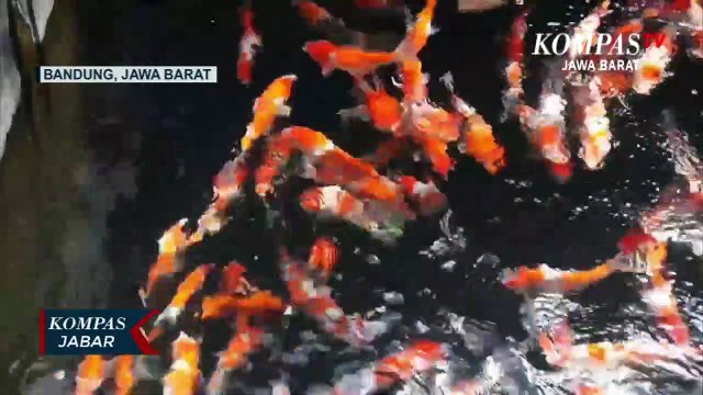 Budidaya Ikan Koi Saat Pandemi Sangat Menguntungkan