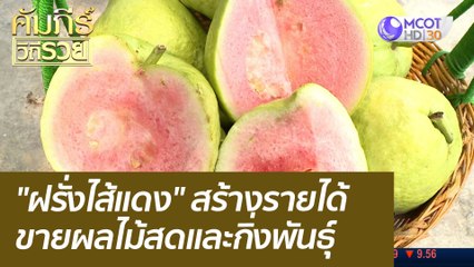"ฝรั่งไส้แดง" สร้างรายได้ ขายผลไม้สดและกิ่งพันธุ์ : คัมภีร์วิถีรวย (20 ก.ย. 64)