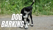 Dog Barking Loudly Sound Effect | Barking Sound Effect For Dogs